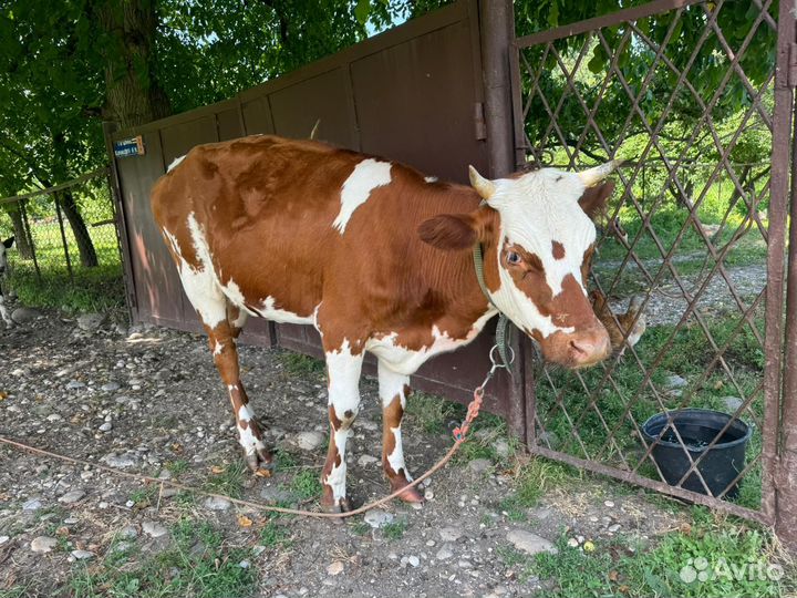 Телка стельная