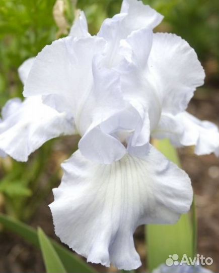 Ирисы сортовые (разные)