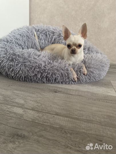 Вязка кобель чихуахуа