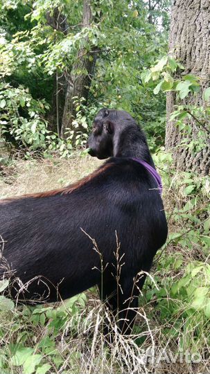 Козел Ламанча, козы