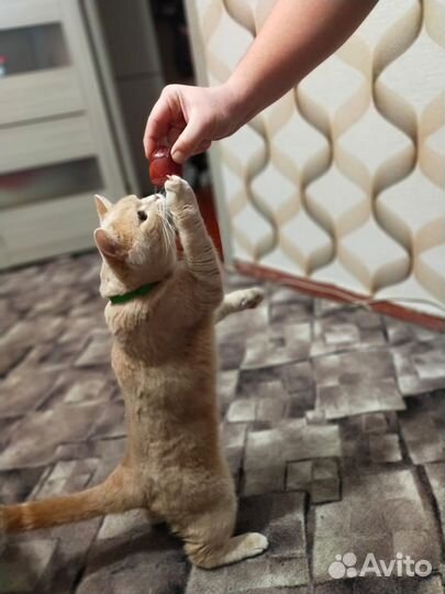 Передержка кошек на время отпуска