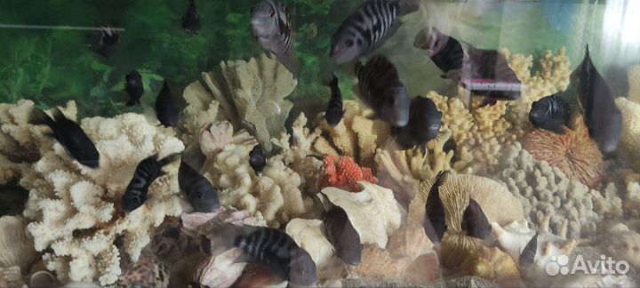 Рыбки аквариумные Цихлиды