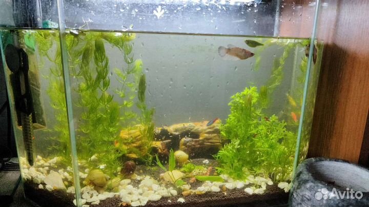 Большой аквариум и лягушка