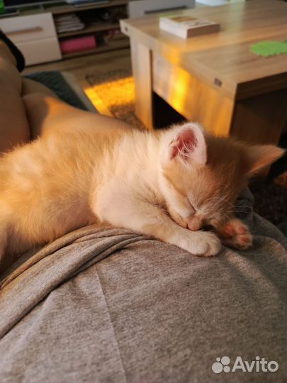 Котёнок в добрые руки бесплатно