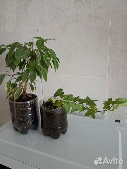 Плющ, фикус Бенджамина