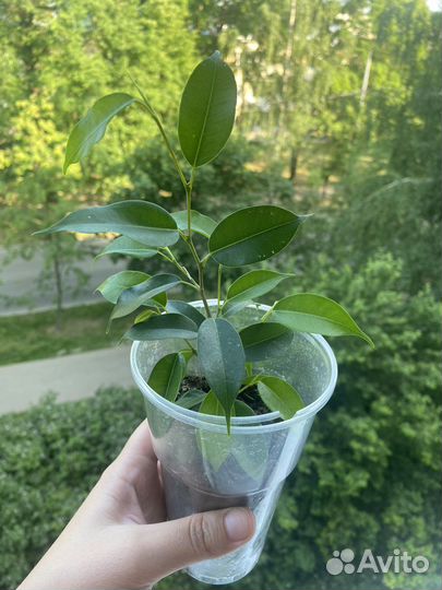 Фикус бенджамина