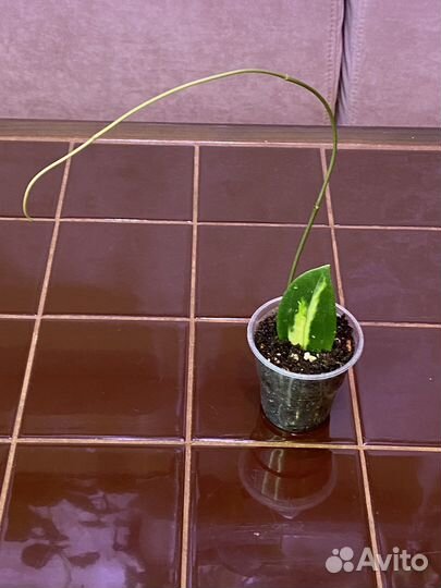 Хойя Вертицилата (Акута) вариегатная