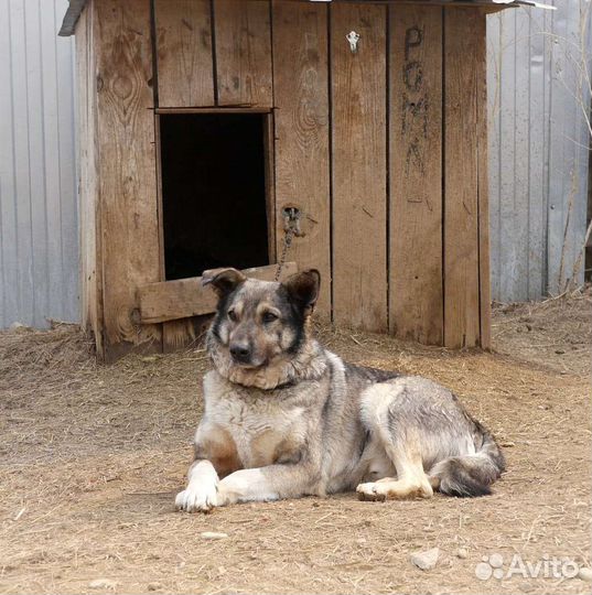 Собака в добрые руки