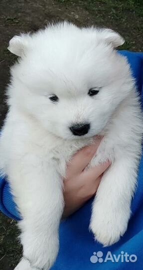 Самоедская лайка