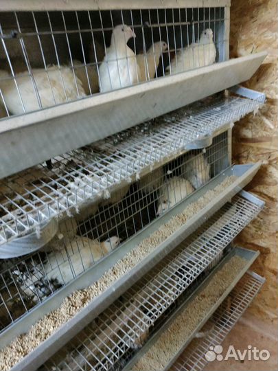 Яйца перепелиные крупные