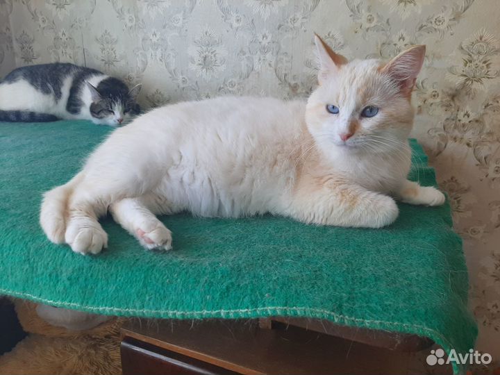 Молодой кот