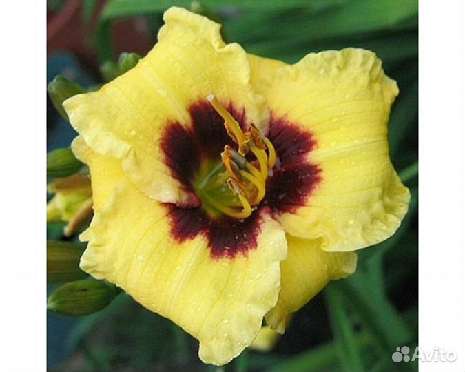 Лилейник Bumble Bee