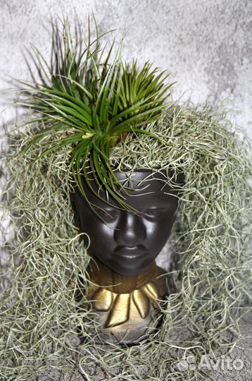 Тилландсия Уснеевидная