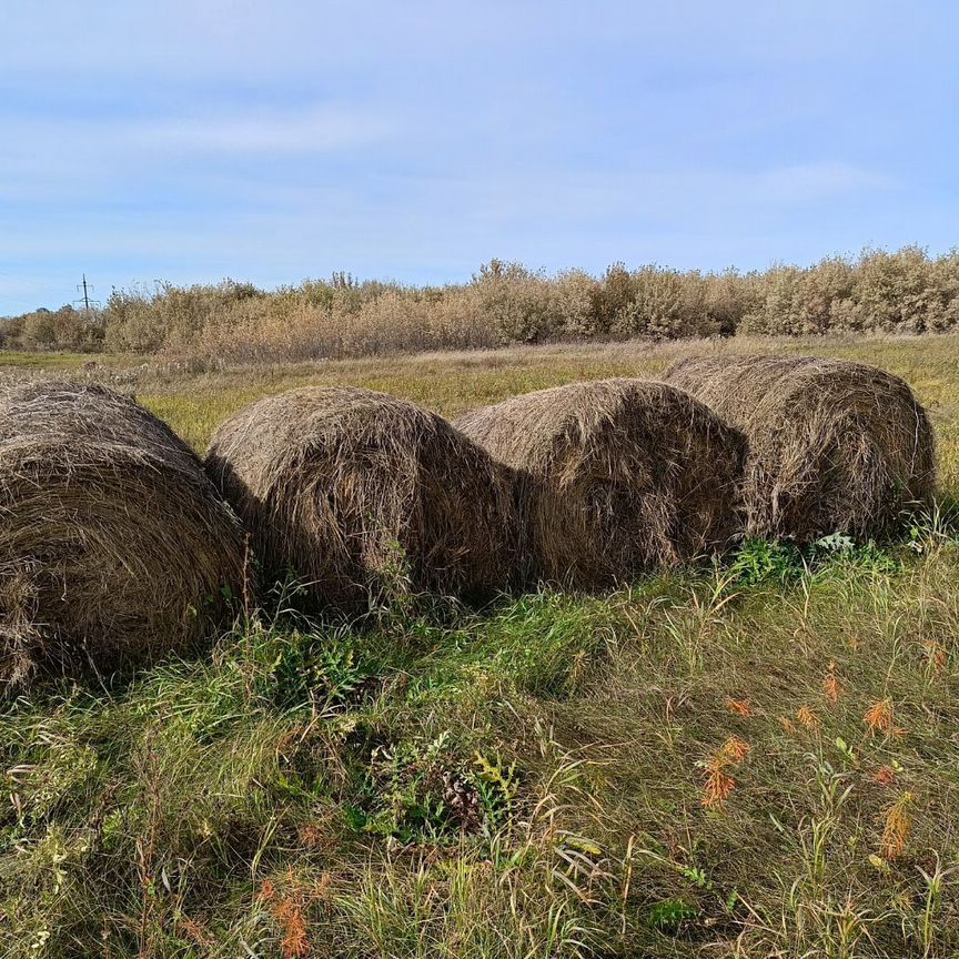 Сено костер в рулонах