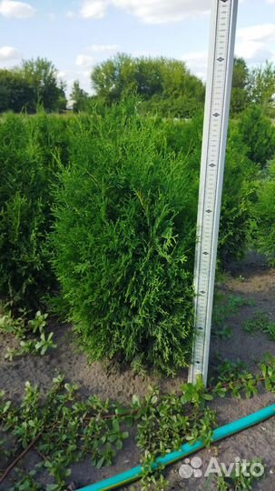 Туя Брабант