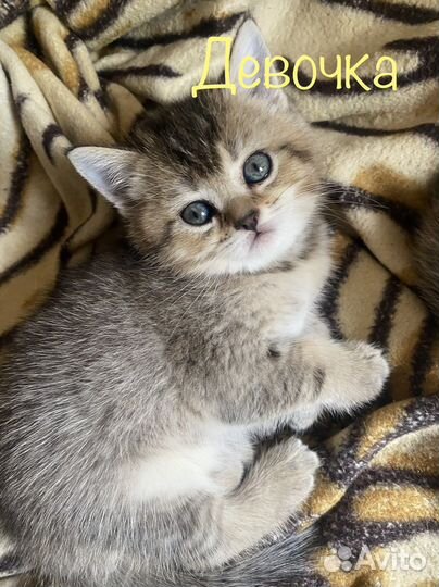 Шотландские котята