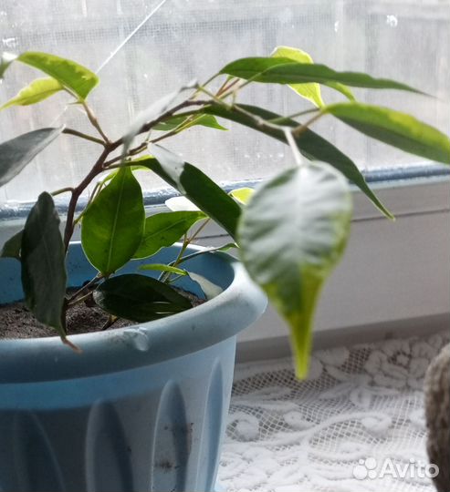 Комнатные цветы