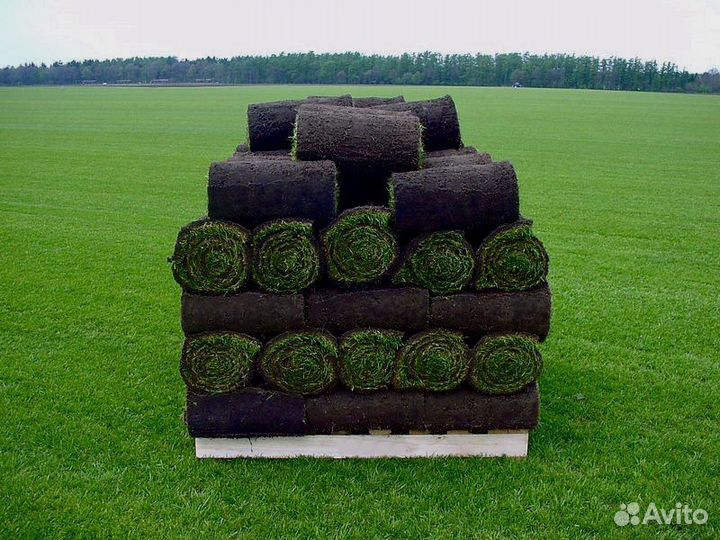 Рулонный газон от производителя с доставкой