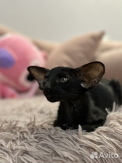 Ориентальный котик в экстримальном типе