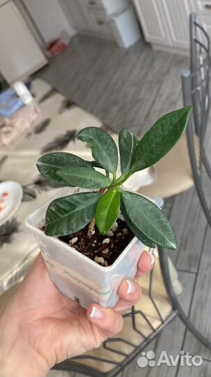 Фикус жакунифолия