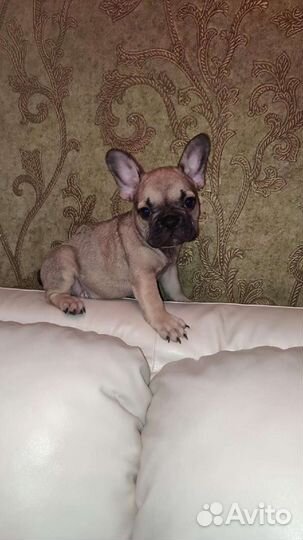 Французский бульдог