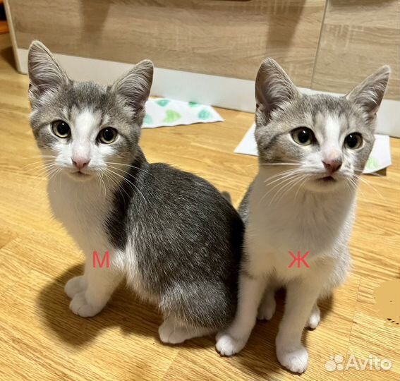 Египетская Мау котята