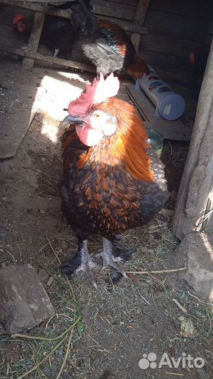 Петухи: черно-медный Маран