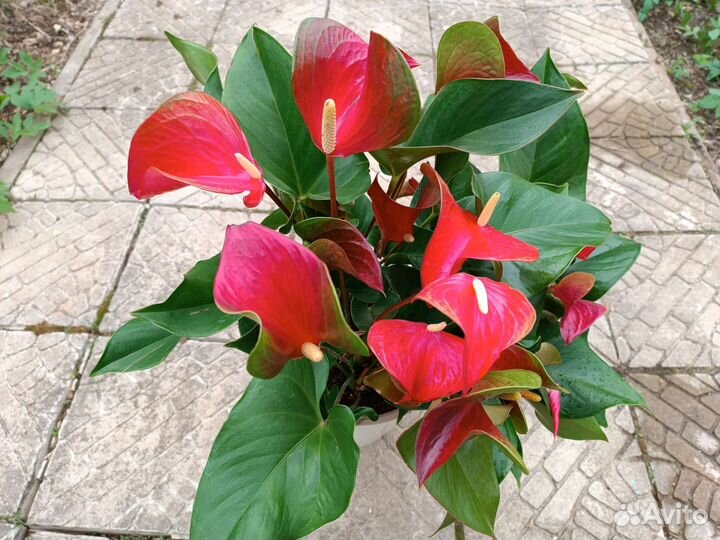 Антуриум Эдисон Edison