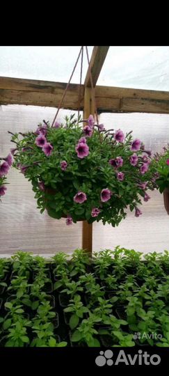 Кашпо петунии