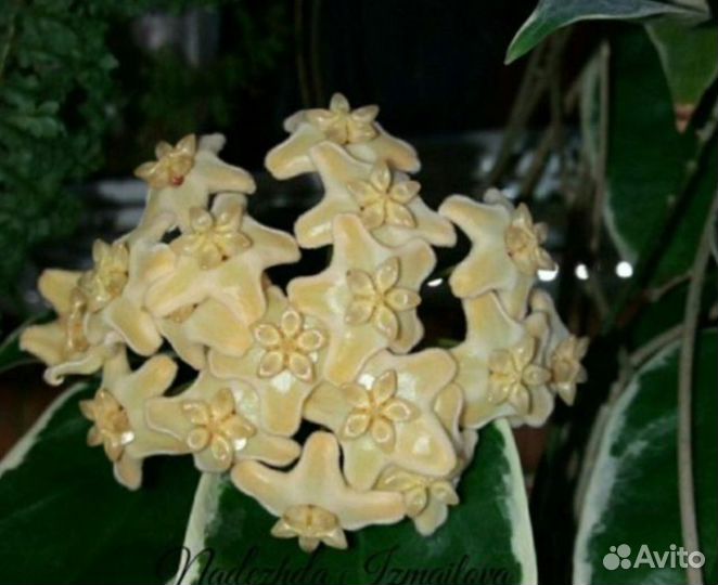 Хойя Kenejiana albomarginata