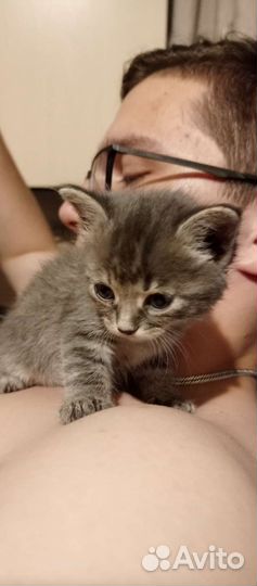 Кошка в дар