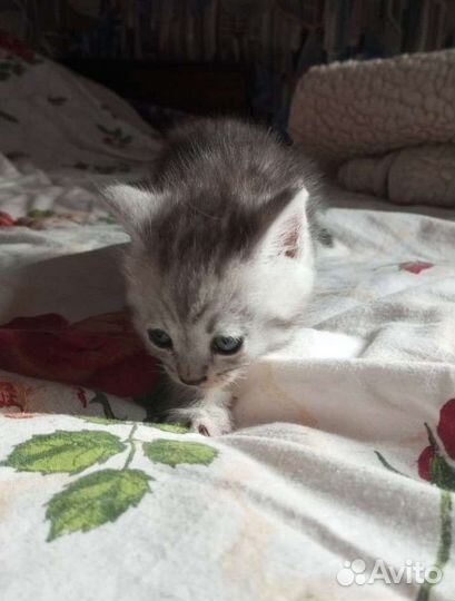 Котята в дар