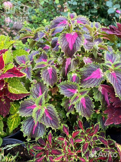 Саженцы колеуса