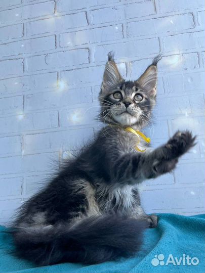 Девочка Мейн-кун