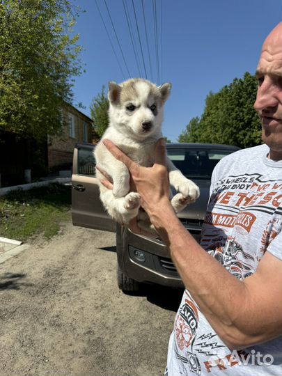 Щенки хаски