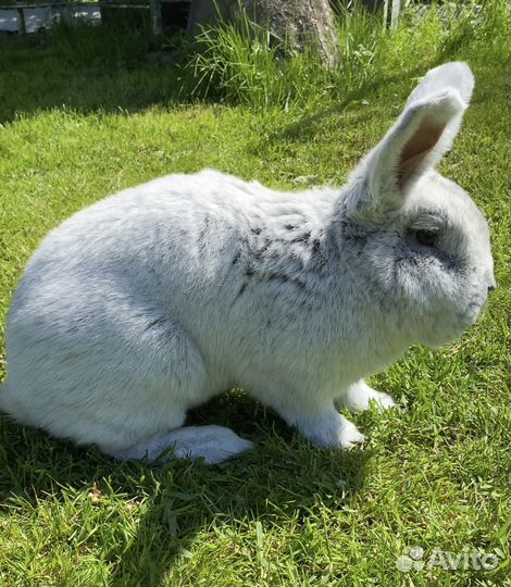 Кролики породы бсс большое светлое серебро