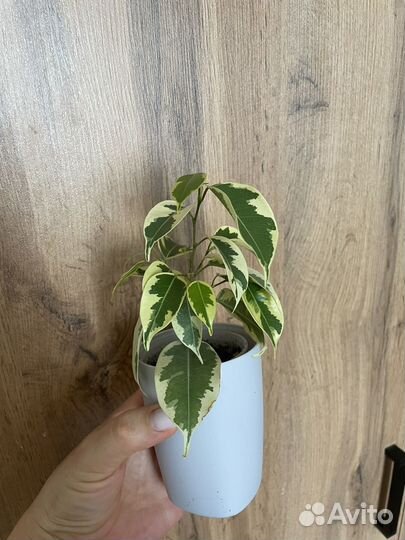 Фикус бенджамина