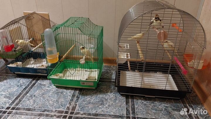 Кенары и канарейки от заводчика