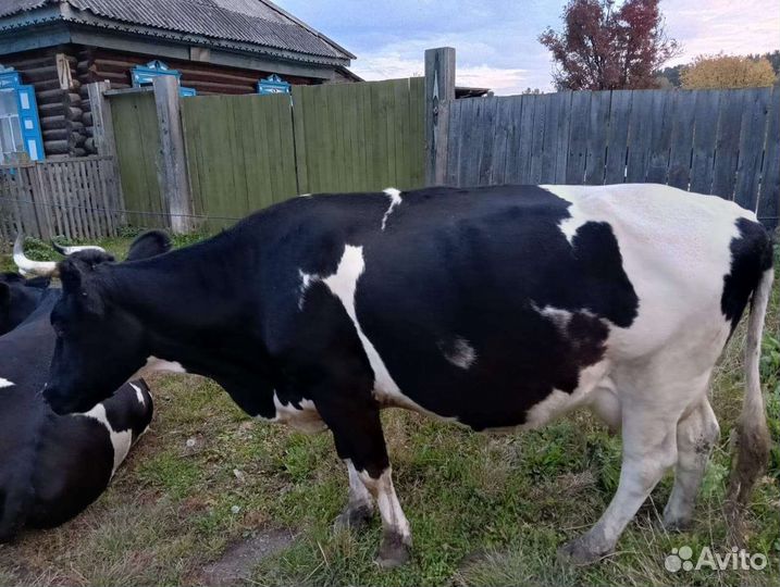 Корова дойная