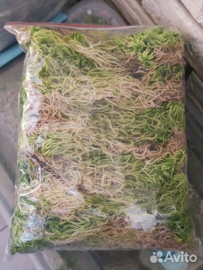 Мох сфагнум живой