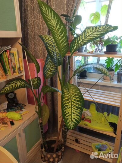 Диффенбахия и огромная диффенбахия