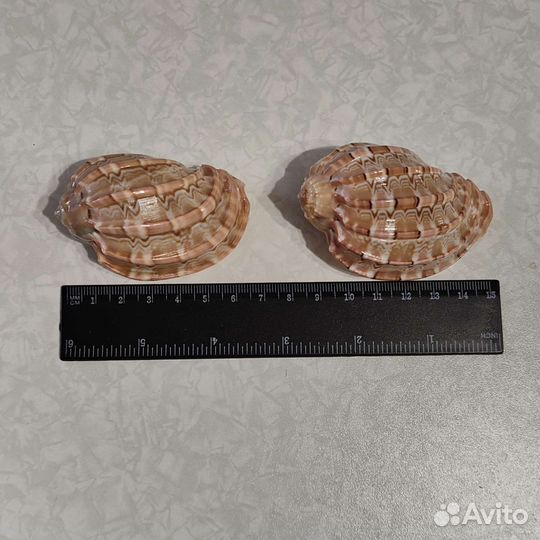 Ракушки морские