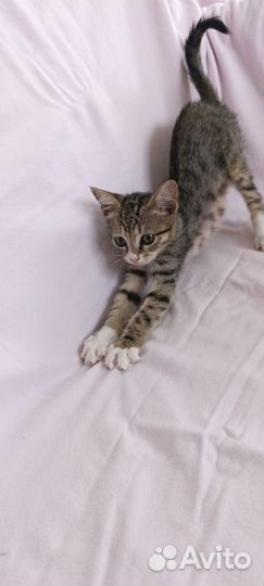 Котёнок девочка нуждается в доме