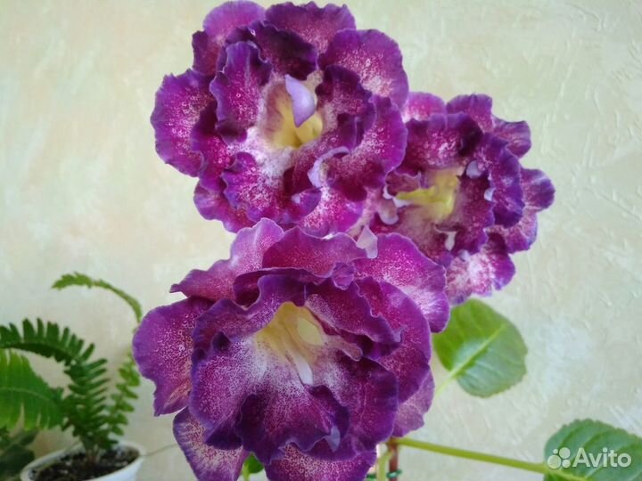 Клубни глоксиний