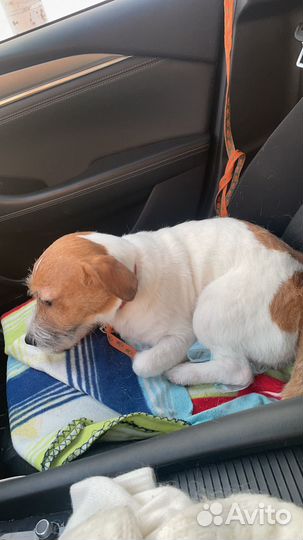 Вязка собак джек рассел