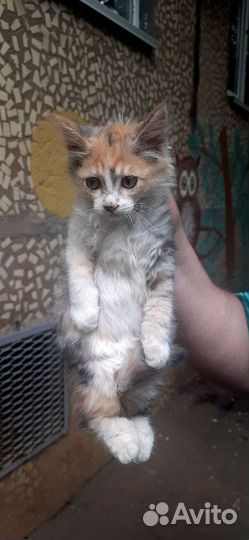 Котёнок девочка