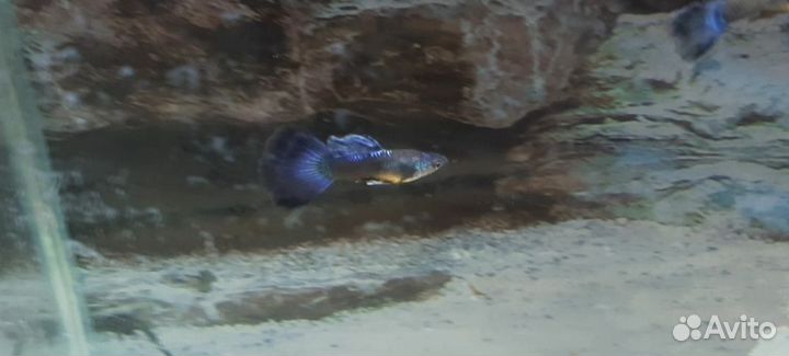 Гуппи синие