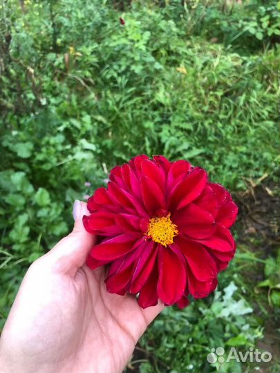 Георгины клубни