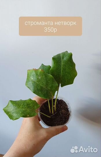 Калатея нетворк