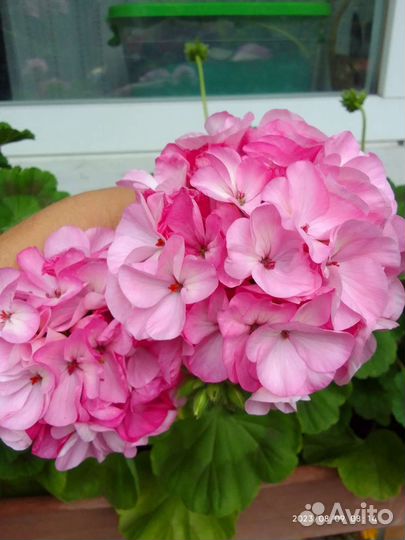 Пеларгония герань